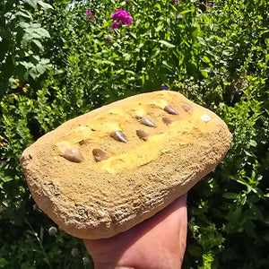 Mosasaurus Kiefer Prognathodon mit originalen Zähnen (Präpariert) – Fossil aus Marokko - 23x14cm - Nr. 52