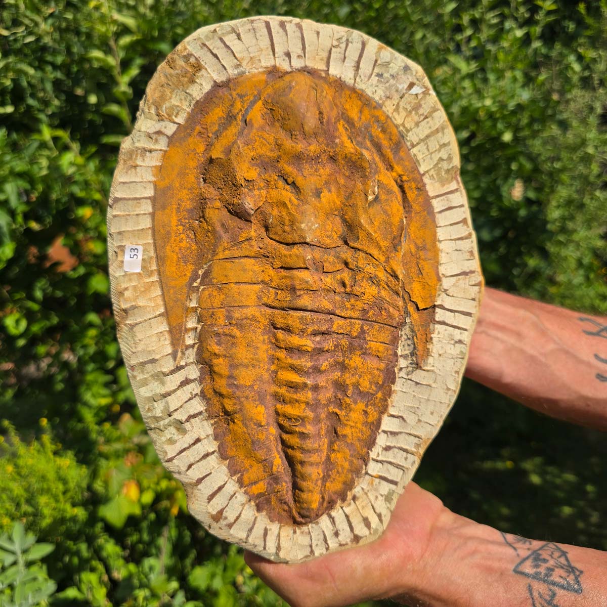 Echter Trilobit Fossil auf Matrix – Naturfund aus Marokko - handpräpariert - 27x20cm - Nr. 53