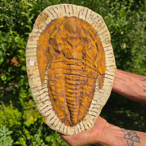 Echter Trilobit Fossil auf Matrix – Naturfund aus Marokko - handpräpariert - 27x20cm - Nr. 53