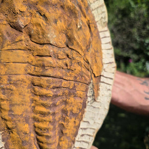 Echter Trilobit Fossil auf Matrix – Naturfund aus Marokko - handpräpariert - 27x20cm - Nr. 53