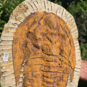 Echter Trilobit Fossil auf Matrix – Naturfund aus Marokko - handpräpariert - 27x20cm - Nr. 53
