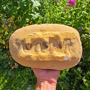 Mosasaurus Kiefer Prognathodon mit originalen Zähnen (Präpariert) – Fossil aus Marokko - 25x16cm - Nr. 53