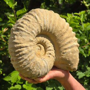 Ammonit - Echtes versteinertes Fossil - 100 Millionen Jahre alt - 25x21x9 cm - NR. 53