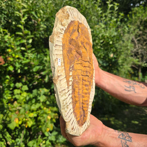 Echter Trilobit Fossil auf Matrix – Naturfund aus Marokko - handpräpariert - 27x20cm - Nr. 53