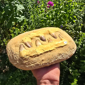 Mosasaurus Kiefer Prognathodon mit originalen Zähnen (Präpariert) – Fossil aus Marokko - 25x16cm - Nr. 53