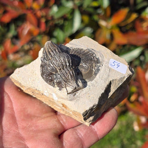 Echter Trilobit auf Muttergestein - Fossil aus Marokko – ca. 350 Mio. J., handpräpariert 8x6x5cm Nr. 54 in Hand.