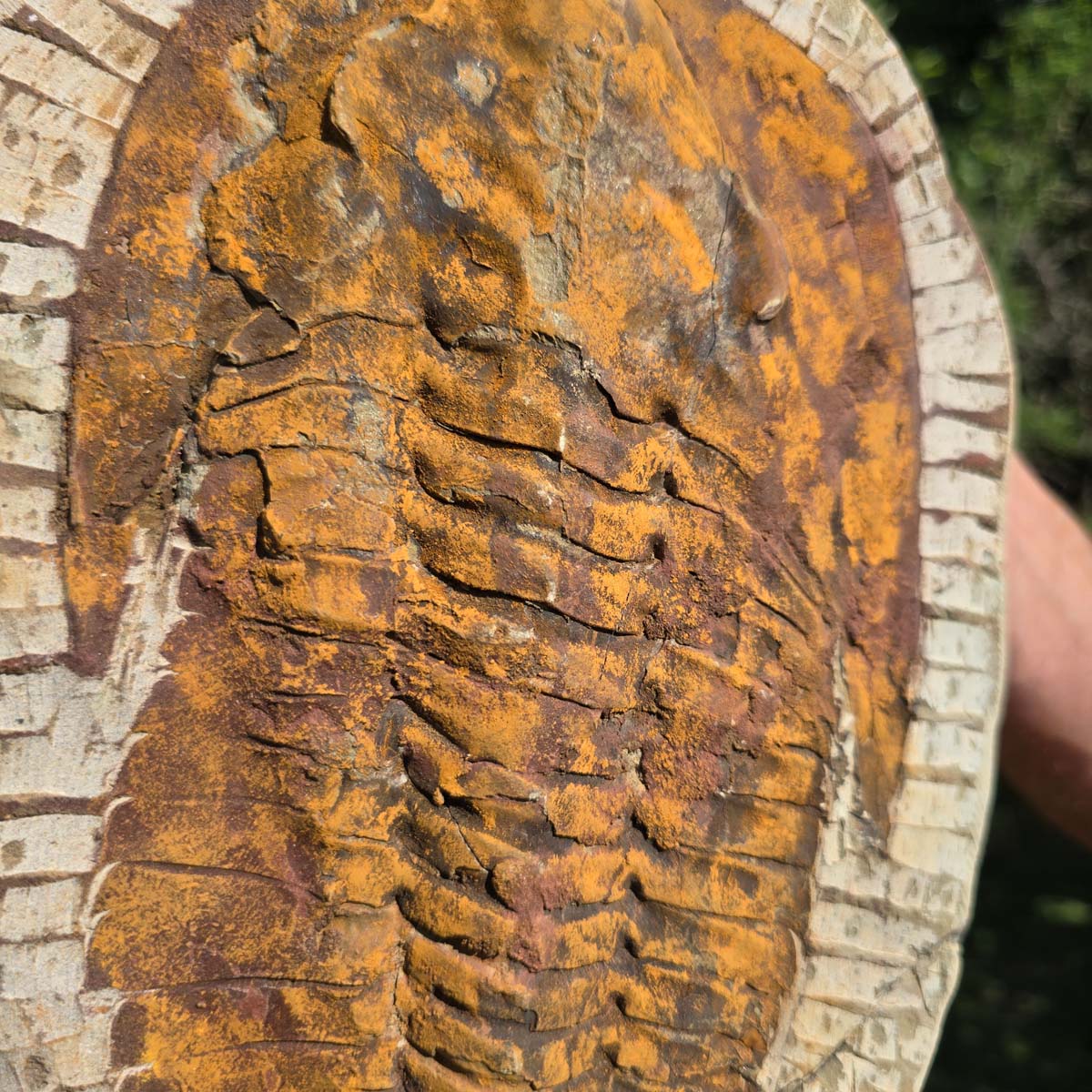 Echter Trilobit Fossil auf Matrix – Naturfund aus Marokko - handpräpariert - 27x19cm - Nr. 54