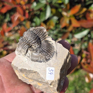 Echter Trilobit auf Muttergestein - Fossil aus Marokko – ca. 350 Mio. J., handpräpariert 8x6x5cm Nr. 54