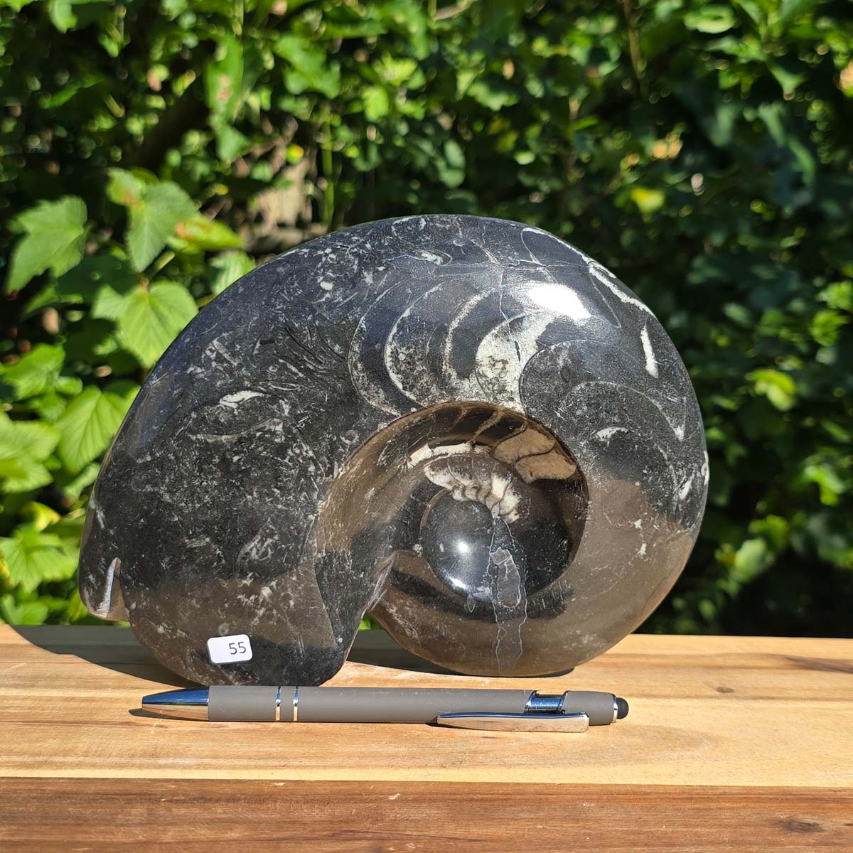 Ammonit - Echtes versteinertes Fossil - 100 Millionen Jahre alt - 22x17 cm - NR. 83