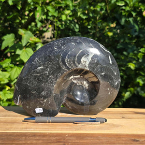 Ammonit - Echtes versteinertes Fossil - 100 Millionen Jahre alt - 22x17 cm - NR. 83