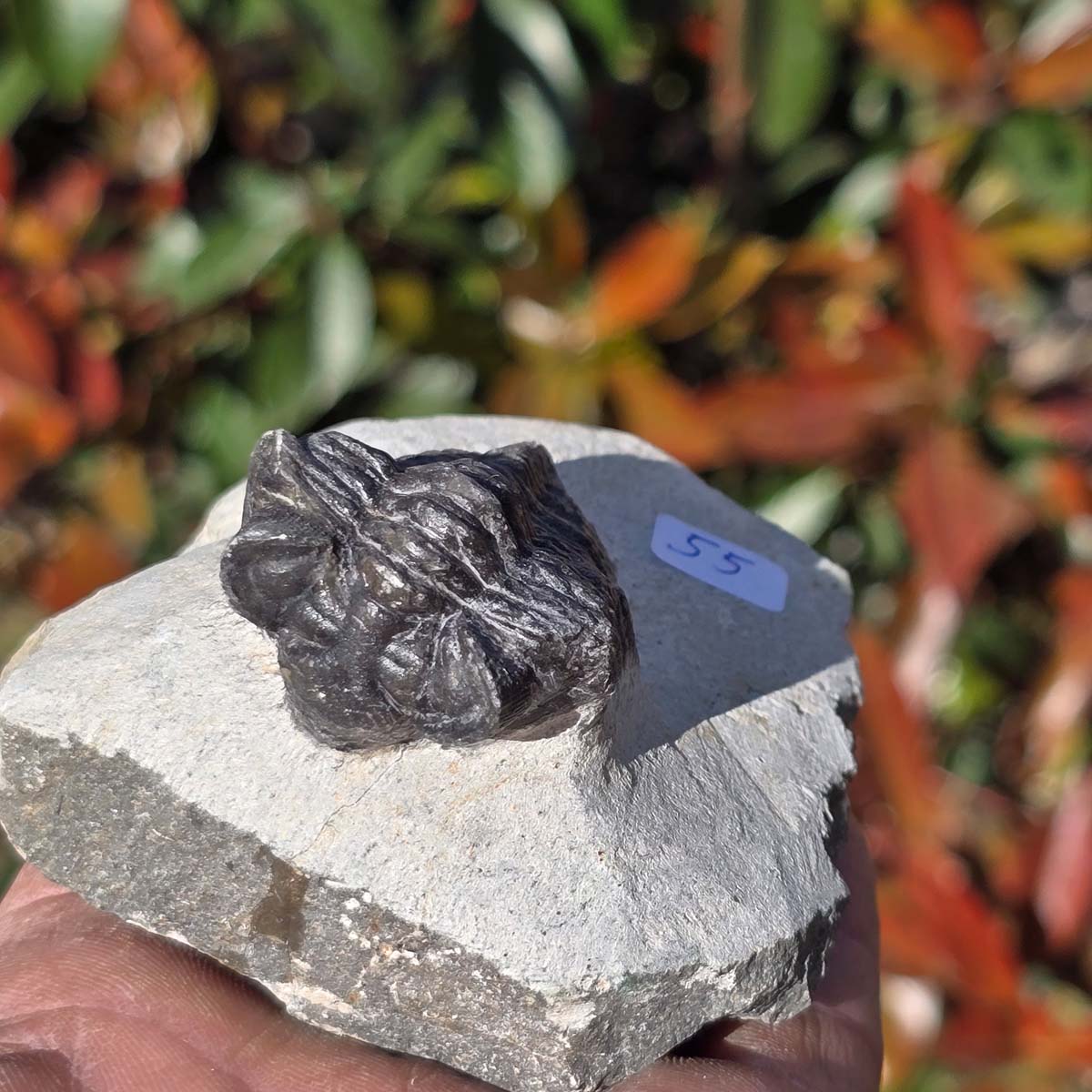 Echter Trilobit auf Muttergestein - Fossil aus Marokko – ca. 350 Mio. J., handpräpariert 8x7x5cm Nr. 55