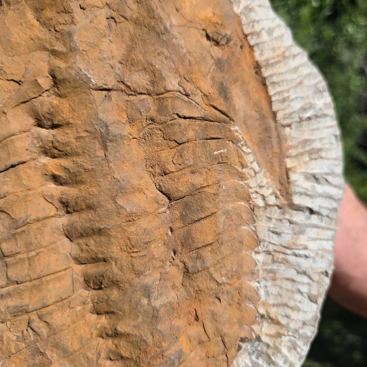 Echter Trilobit Fossil auf Matrix – Naturfund aus Marokko - handpräpariert - 25x20cm - Nr. 55