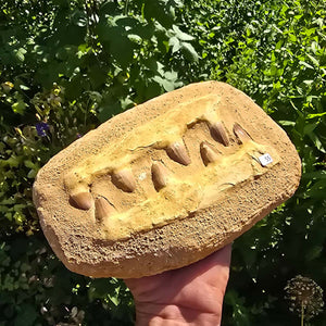Mosasaurus Kiefer Prognathodon mit originalen Zähnen (Präpariert) – Fossil aus Marokko - 23x15cm - Nr. 55