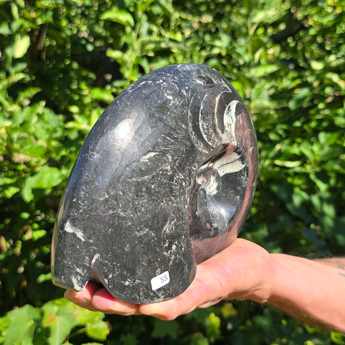 Ammonit - Echtes versteinertes Fossil - 100 Millionen Jahre alt - 22x17 cm - NR. 83