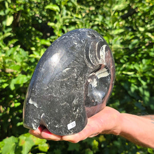Ammonit - Echtes versteinertes Fossil - 100 Millionen Jahre alt - 22x17 cm - NR. 83