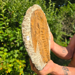 Echter Trilobit Fossil auf Matrix – Naturfund aus Marokko - handpräpariert - 25x20cm - Nr. 55