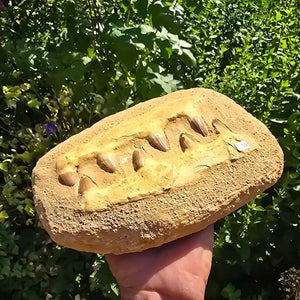 Mosasaurus Kiefer Prognathodon mit originalen Zähnen (Präpariert) – Fossil aus Marokko - 25x16cm - Nr. 54