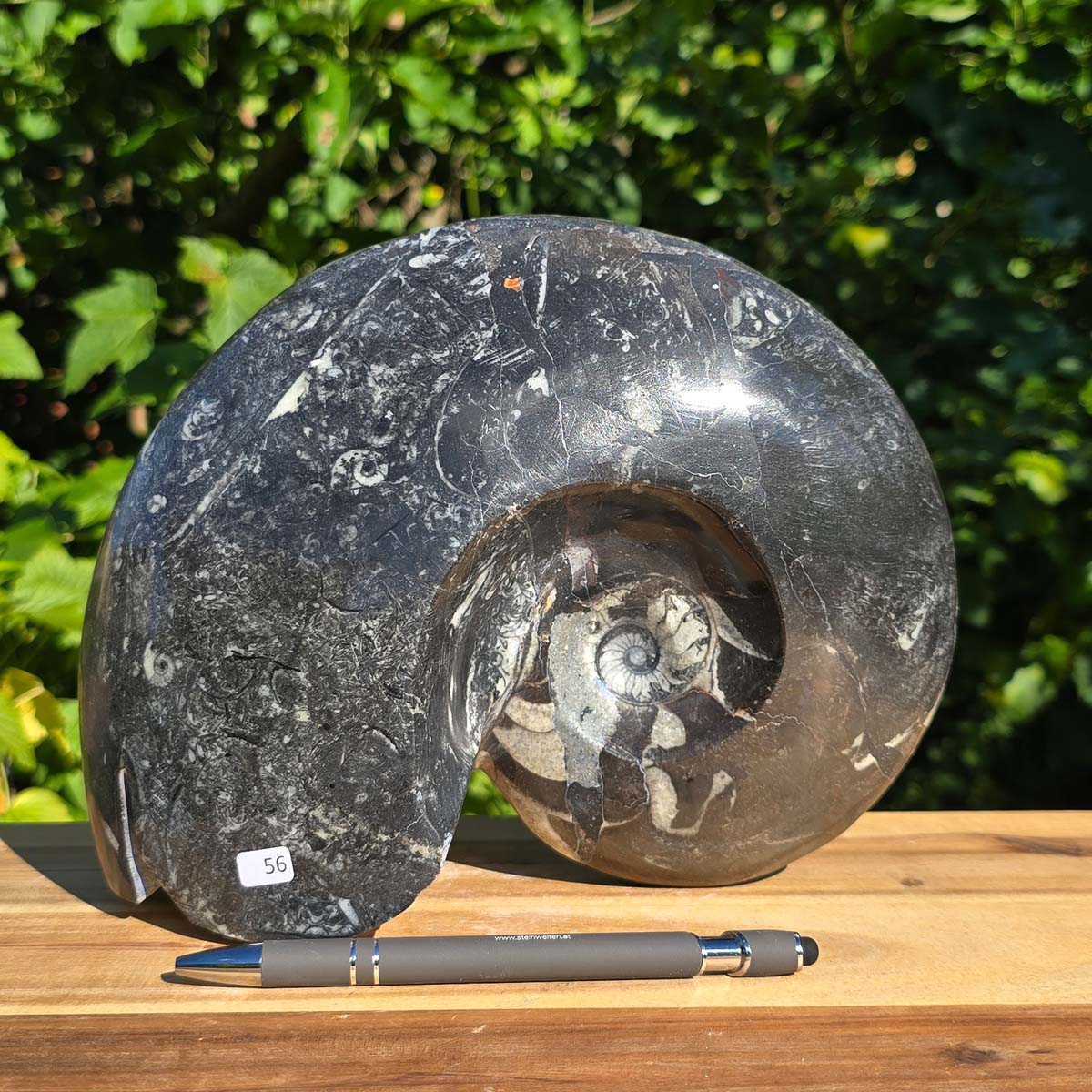Ammonit - Echtes versteinertes Fossil - 100 Millionen Jahre alt - 25x19 cm - NR. 84