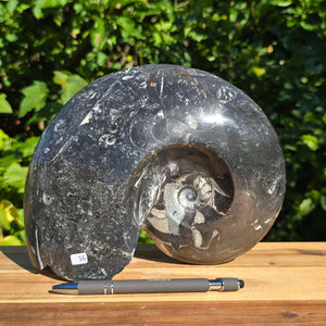 Ammonit - Echtes versteinertes Fossil - 100 Millionen Jahre alt - 25x19 cm - NR. 84