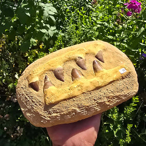Mosasaurus Kiefer Prognathodon mit originalen Zähnen (Präpariert) – Fossil aus Marokko - 23x15cm - Nr. 56