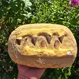 Mosasaurus Kiefer Prognathodon mit originalen Zähnen (Präpariert) – Fossil aus Marokko - 23x15cm - Nr. 56