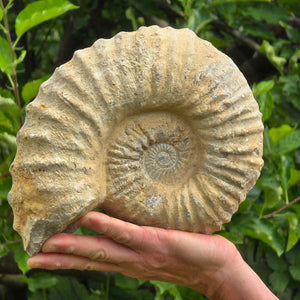 Ammonit - Echtes versteinertes Fossil - 100 Millionen Jahre alt - 24x20x10 cm - NR. 57