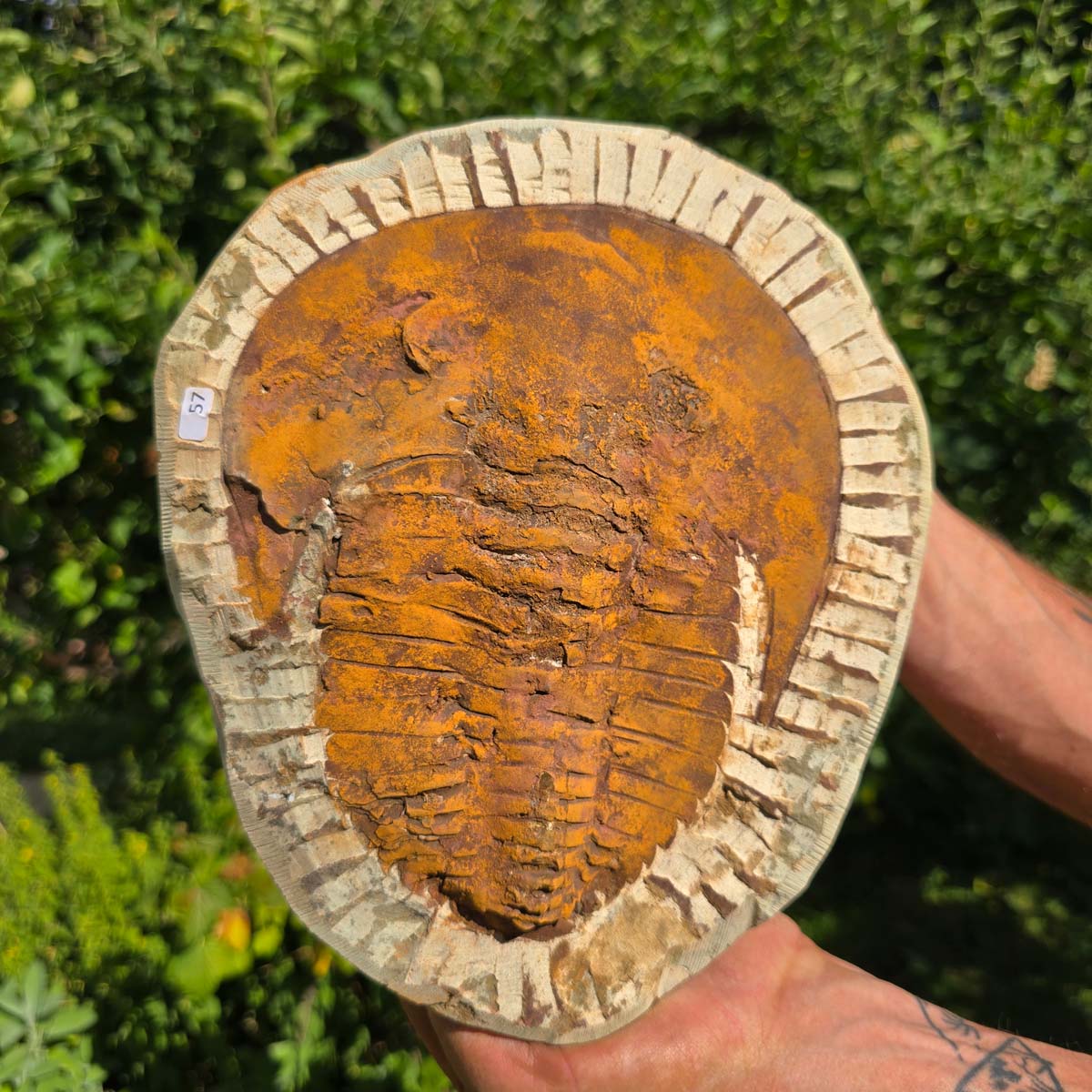 Echter Trilobit Fossil auf Matrix – Naturfund aus Marokko - handpräpariert - 25x21cm - Nr. 57