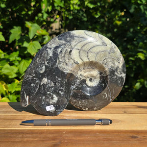 Ammonit - Echtes versteinertes Fossil - 100 Millionen Jahre alt - 21x15 cm - NR. 85
