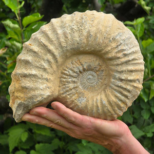 Ammonit - Echtes versteinertes Fossil - 100 Millionen Jahre alt - 24x20x10 cm - NR. 57