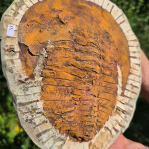 Echter Trilobit Fossil auf Matrix – Naturfund aus Marokko - handpräpariert - 25x21cm - Nr. 57