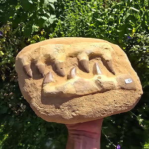 Mosasaurus Kiefer Prognathodon mit originalen Zähnen (Präpariert) – Fossil aus Marokko - 26x21cm - Nr. 57