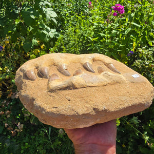 Mosasaurus Kiefer Prognathodon mit originalen Zähnen (Präpariert) – Fossil aus Marokko - 26x21cm - Nr. 57