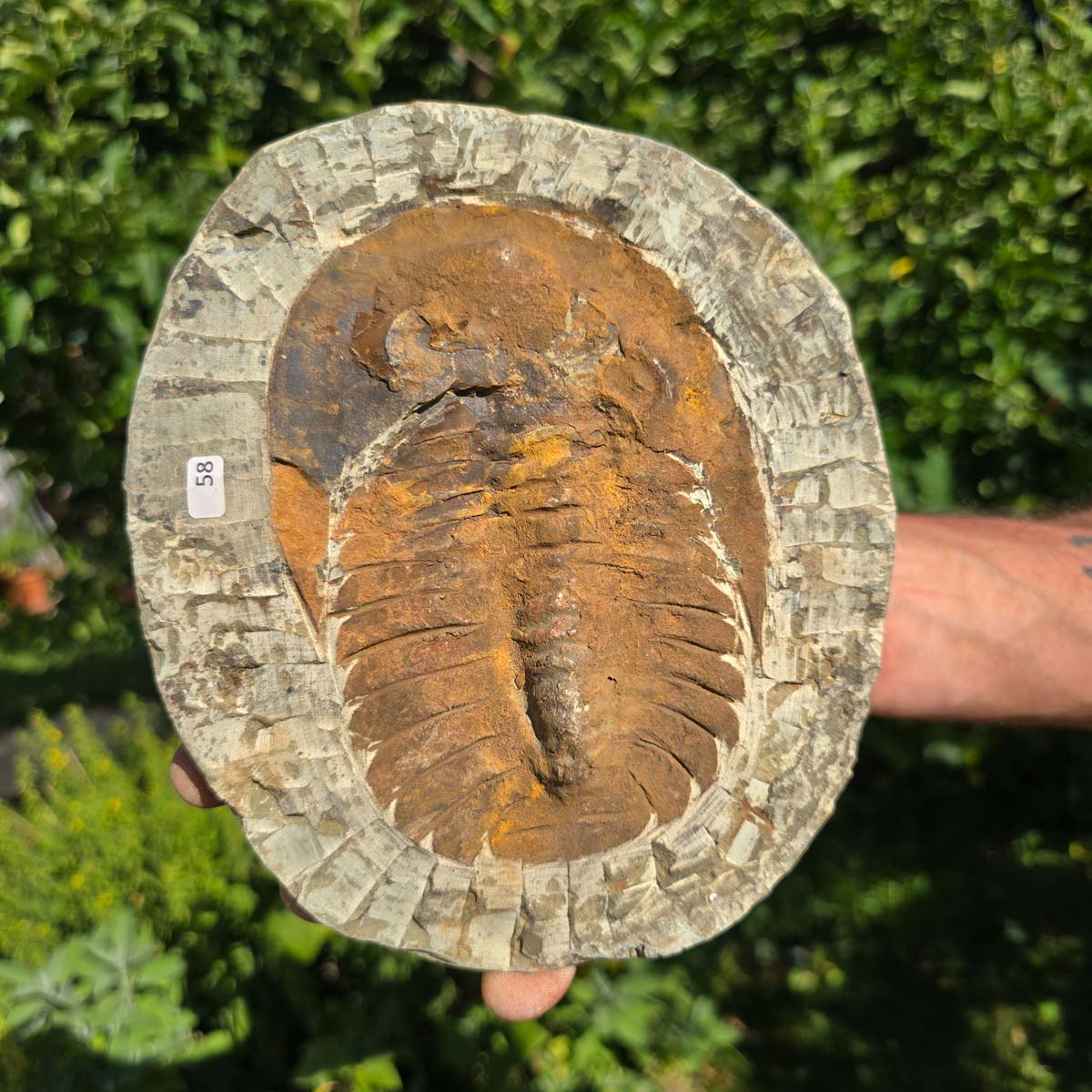 Echter Trilobit Fossil auf Matrix – Naturfund aus Marokko - handpräpariert - 20x17cm - Nr. 58