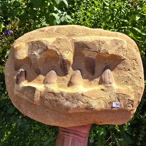 Mosasaurus Kiefer Prognathodon mit originalen Zähnen (Präpariert) – Fossil aus Marokko - 28x19cm - Nr. 58