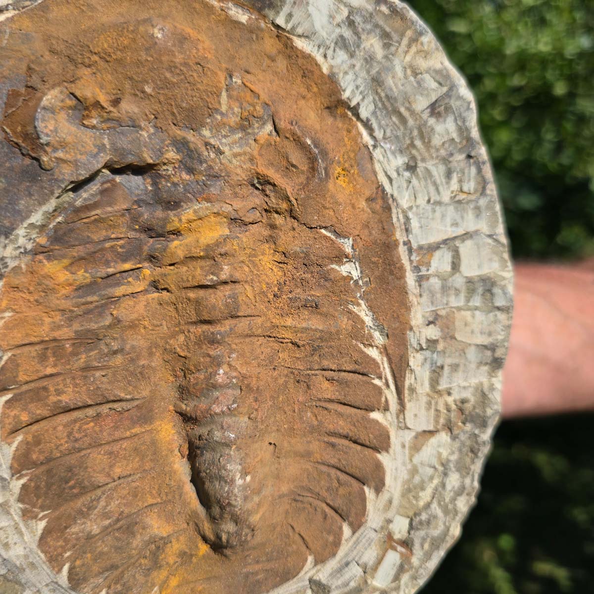 Echter Trilobit Fossil auf Matrix – Naturfund aus Marokko - handpräpariert - 20x17cm - Nr. 58