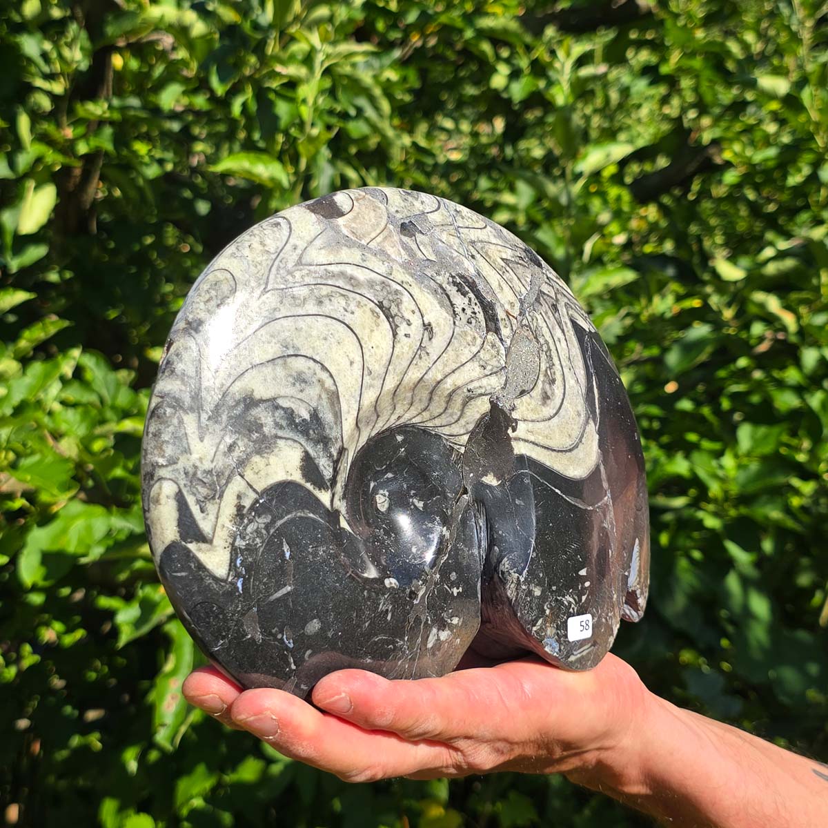 Ammonit - Echtes versteinertes Fossil - 100 Millionen Jahre alt - 21x18 cm - NR. 86