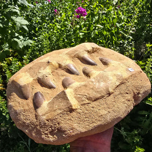 Mosasaurus Kiefer Prognathodon mit originalen Zähnen (Präpariert) – Fossil aus Marokko - 28x19cm - Nr. 58