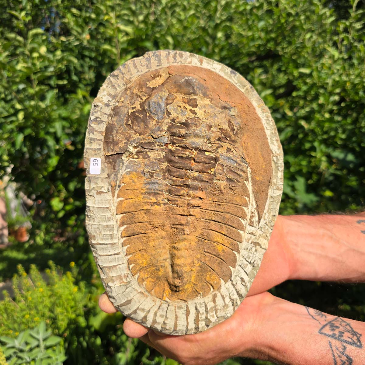 Echter Trilobit Fossil auf Matrix – Naturfund aus Marokko - handpräpariert - 25x17cm - Nr. 59