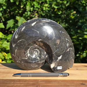 Ammonit - Echtes versteinertes Fossil - 100 Millionen Jahre alt - 20x15 cm - NR. 87