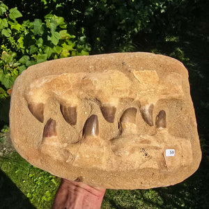 Mosasaurus Kiefer Prognathodon mit originalen Zähnen (Präpariert) – Fossil aus Marokko - 27x19cm - Nr. 59