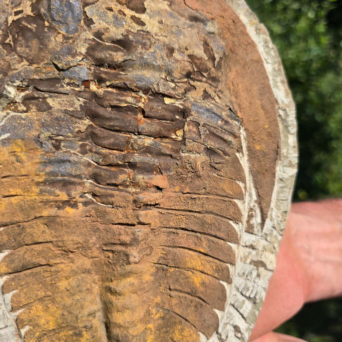 Echter Trilobit Fossil auf Matrix – Naturfund aus Marokko - handpräpariert - 25x17cm - Nr. 59