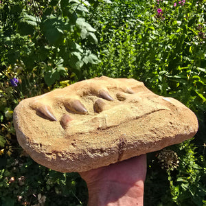 Mosasaurus Kiefer Prognathodon mit originalen Zähnen (Präpariert) – Fossil aus Marokko - 27x19cm - Nr. 59