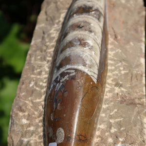 Orthoceras Fossil – 22x8cm geschliffene Platte aus Marokko - Nr. 5