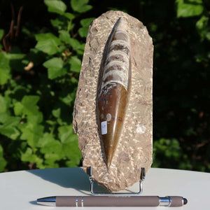 Orthoceras Fossil – 22x8cm geschliffene Platte aus Marokko - Nr. 5