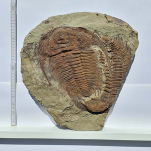 Echter Trilobit Fossil auf Matrix – Naturfund aus Marokko - handpräpariert - 34x38cm - Nr. 5