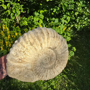 Ammonit - Echtes versteinertes Fossil - 100 Millionen Jahre alt - 22x18x7 cm - NR. 5