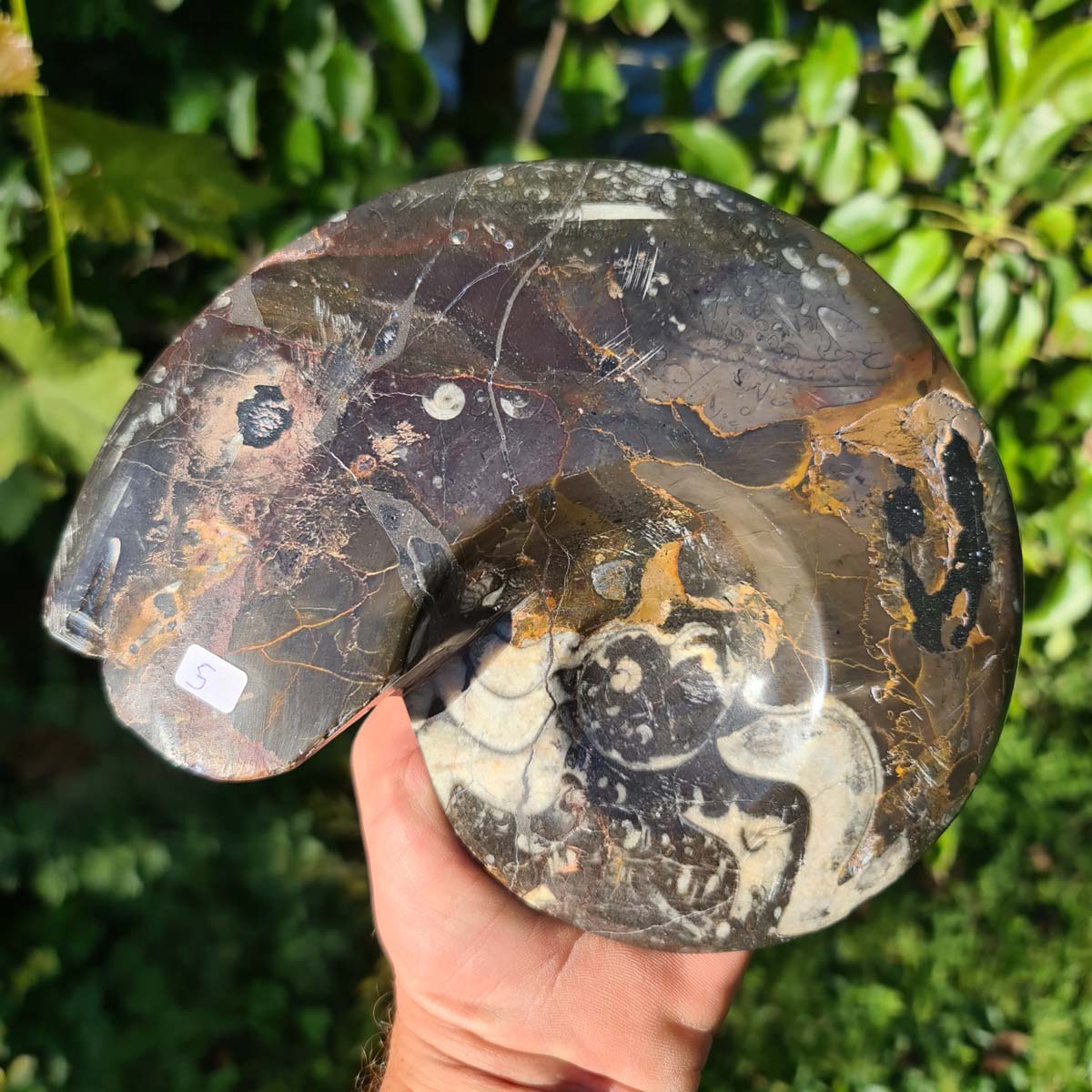 Ammonit - Echtes versteinertes Fossil - 100 Millionen Jahre alt - 20x16 cm - NR. 44