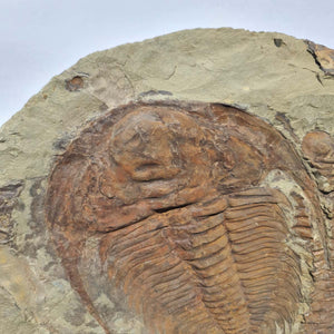 Echter Trilobit Fossil auf Matrix – Naturfund aus Marokko - handpräpariert - 34x38cm - Nr. 5