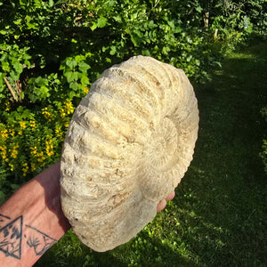 Ammonit - Echtes versteinertes Fossil - 100 Millionen Jahre alt - 22x18x7 cm - NR. 5