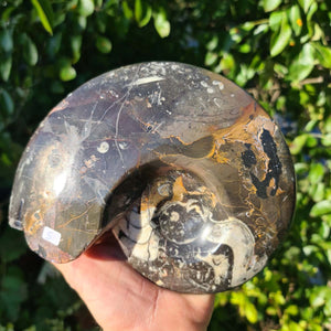 Ammonit - Echtes versteinertes Fossil - 100 Millionen Jahre alt - 20x16 cm - NR. 44